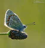 Common Blue 30_05_06_2